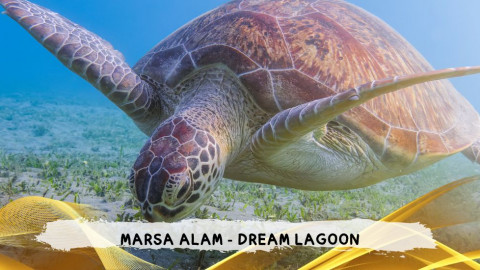 2026 marsa alam da roma dream T IN17