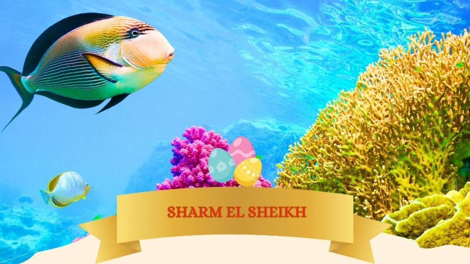 2026 sharm el sheikh T ponti IN17