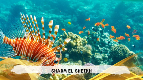 2026 sharm el sheikh da bologna T IN17