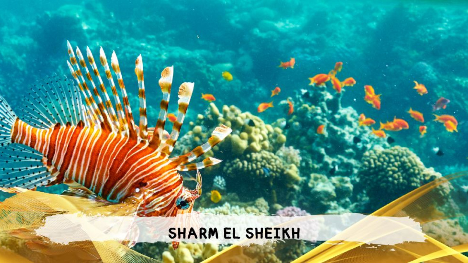 2026 sharm el sheikh da bologna T IN17
